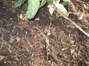 Compost with Red Wriggler worms D