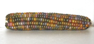 Corn, Glass Gem (DT 2014) ACQ rev