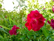 Flower, rose_20190609_182321072_HDR